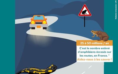 01-sauvetage amphibiens